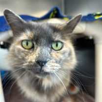 Thumbnail photo of Harvest Moon  #1