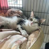 Thumbnail photo of Ginger #2