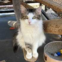 Thumbnail photo of Ginger #3