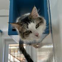 Thumbnail photo of Ginger #4