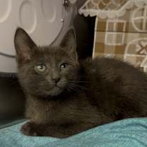 Thumbnail photo of Will #2