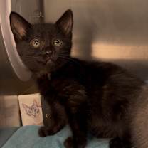 Thumbnail photo of Denise Navidad #2