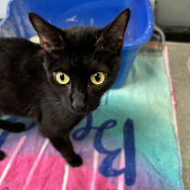 Thumbnail photo of Ollie #3