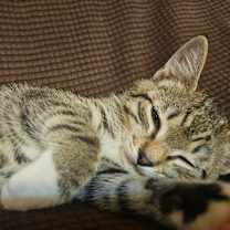 Thumbnail photo of Star #4