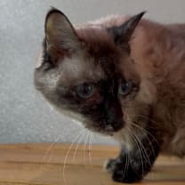 Thumbnail photo of Basil #2