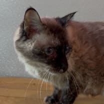 Thumbnail photo of Basil #3