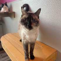 Thumbnail photo of Basil #4