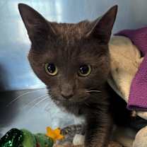 Thumbnail photo of Kiki #3