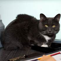 Thumbnail photo of Kiki #4