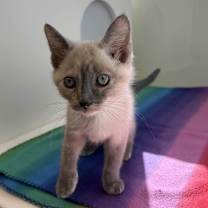 Thumbnail photo of Lava Girl #1