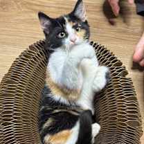 Thumbnail photo of Penny #1