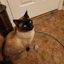 Thumbnail photo of Bobbles #1