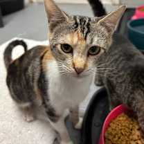 Thumbnail photo of Ophelia #1