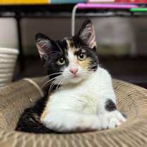 Thumbnail photo of Penny #2