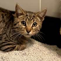 Thumbnail photo of Copper (OMB) #1