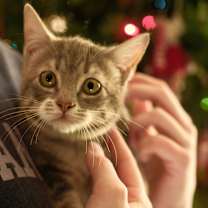 Thumbnail photo of Vienna (OMB) #1