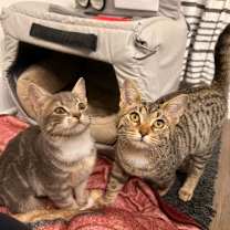 Thumbnail photo of Copper (OMB) #2