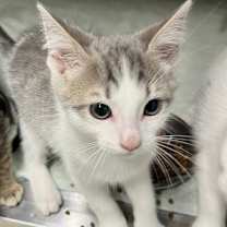 Thumbnail photo of Stella Artois #1