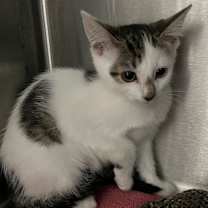 Thumbnail photo of Amstel #1