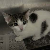 Thumbnail photo of Spotted Cow #1