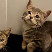 Thumbnail photo of Vienna (OMB) #2