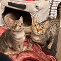 Thumbnail photo of Vienna (OMB) #3