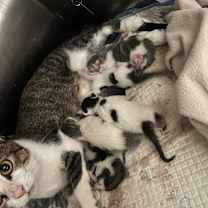 Thumbnail photo of Spotted Cow #2