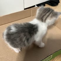 Thumbnail photo of Stella Artois #3