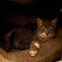 Thumbnail photo of Vienna (OMB) #4