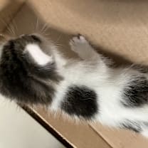 Thumbnail photo of Spotted Cow #3