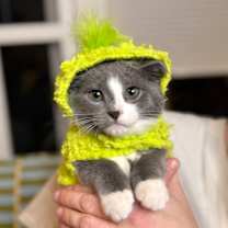 Thumbnail photo of Bagel #1