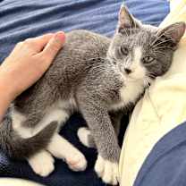 Thumbnail photo of Bagel #2