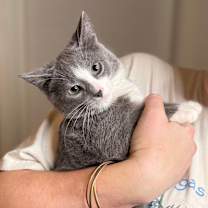 Thumbnail photo of Bagel #4