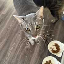 Thumbnail photo of Cosmos #2