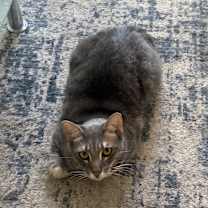 Thumbnail photo of Cosmos #3