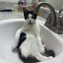 Thumbnail photo of Pippy #2