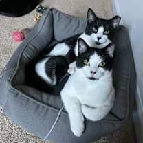 Thumbnail photo of Pippy #4