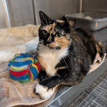 Thumbnail photo of Peaches #4