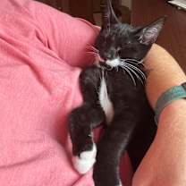 Thumbnail photo of Cedo #4