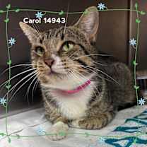 Thumbnail photo of CAROL #1