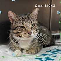 Thumbnail photo of CAROL #4