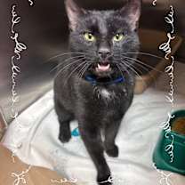 Thumbnail photo of TOBY #1