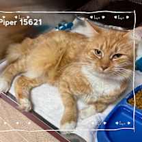 Thumbnail photo of PIPER #3