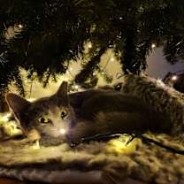 Thumbnail photo of Earl Grey #2