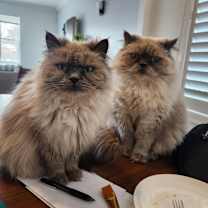 Thumbnail photo of Ella & Max #1