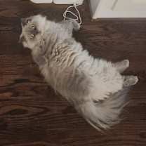 Thumbnail photo of Ella & Max #3