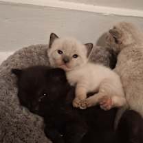 Thumbnail photo of None #3