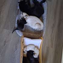 Thumbnail photo of None #4