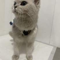 Thumbnail photo of Pear #1