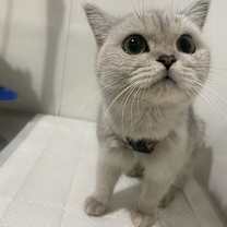 Thumbnail photo of Pear #2